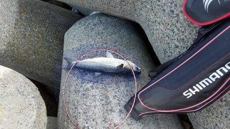 クロダイ時期早々