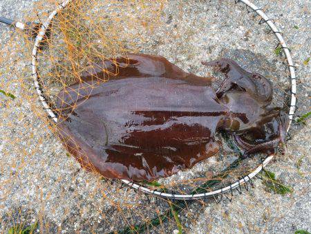 それはズルい！