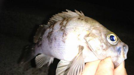 ライズが始まった。