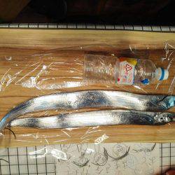 焼津　石津浜太刀魚ジギング＆ふぃっしゅーな釣果