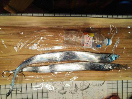 焼津　石津浜太刀魚ジギング＆ふぃっしゅーな釣果