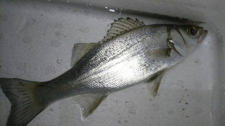 シロウオをエサにウキ釣りで。