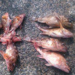 カサゴだけ・・・