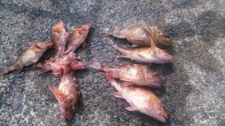 カサゴだけ・・・