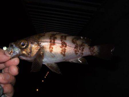 自作ロッドホルダー