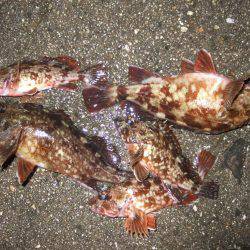 ガッシーの良型が釣れました。