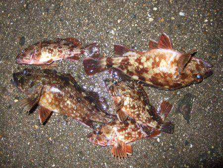 ガッシーの良型が釣れました。