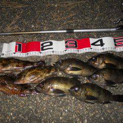 夕方～エビ撒き釣りでメバル調査