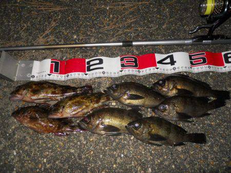 夕方～エビ撒き釣りでメバル調査