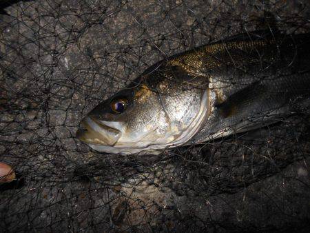 完全にマイクロベイトパターン