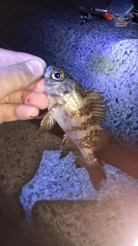 シーバスの活性が高い