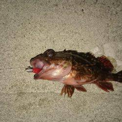 メバリングのつもり