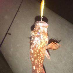 ガシラonガシラ