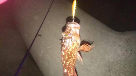 ガシラonガシラ