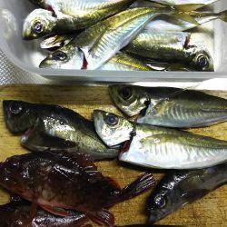 ひさしぶりの香住で、いろいろ釣れた。