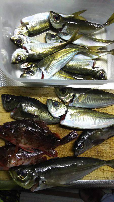 ひさしぶりの香住で、いろいろ釣れた。