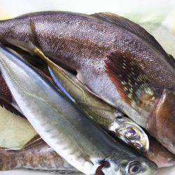 ５種目達成！も、チヌ狙いが…。アジ狙いが…。