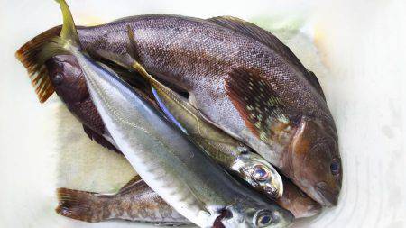 ５種目達成！も、チヌ狙いが…。アジ狙いが…。