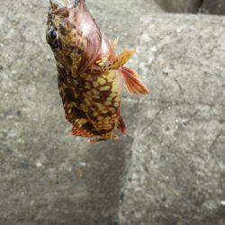 大物はいつ来るかわからない。