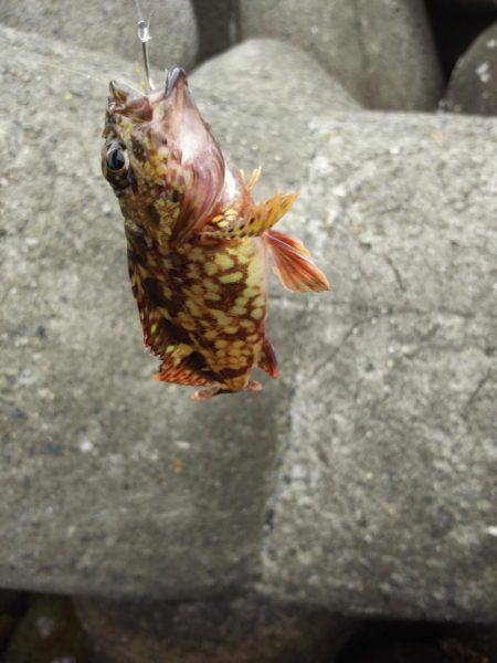 大物はいつ来るかわからない。