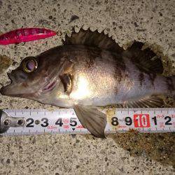 メバルプラッキング