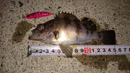 メバルプラッキング