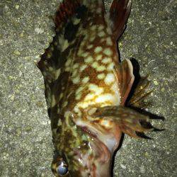 昨日と同じなのに