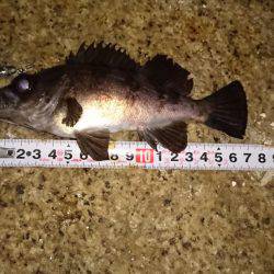 メバルプラッキング