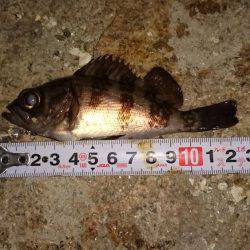 ご近所メバリング