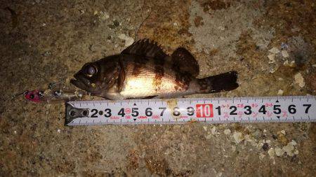 ご近所メバリング