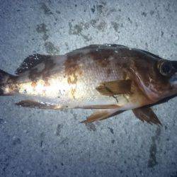 ヤリイカ、メバリング