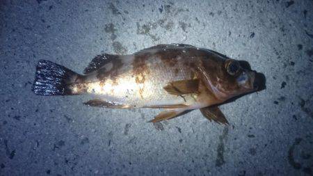 ヤリイカ、メバリング