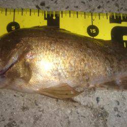 ロックフィッシング