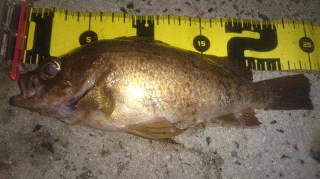 ロックフィッシング