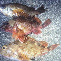 月夜に誘われて