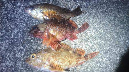 月夜に誘われて