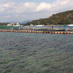 海上釣り堀カタタでカンパチ釣れるか？