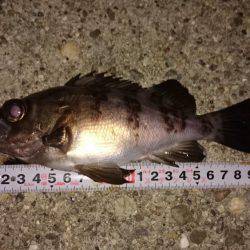 ご近所メバリング