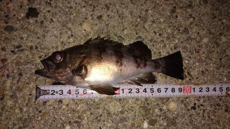 ご近所メバリング