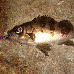 ワインド時々プラグ