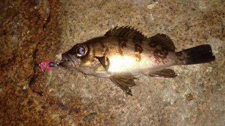 ワインド時々プラグ