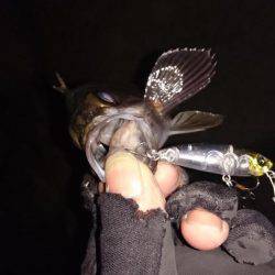 12時間耐久メバルプラッキング