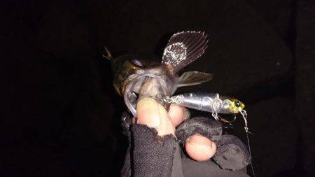 12時間耐久メバルプラッキング