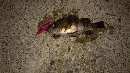 メバルプラッキング