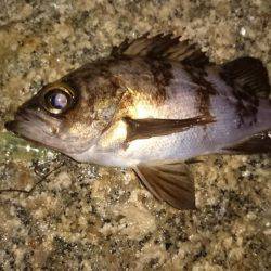 メバルプラッキング