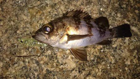 メバルプラッキング