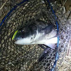 淀川マチヌでました！