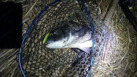 淀川マチヌでました！