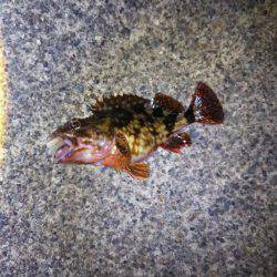 エギング・・・メバリング？