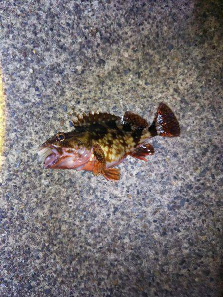 エギング・・・メバリング？